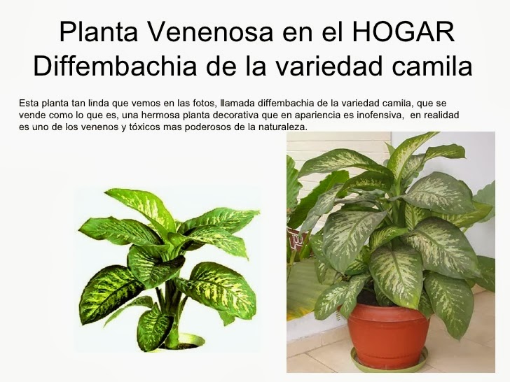 plantas venenosas